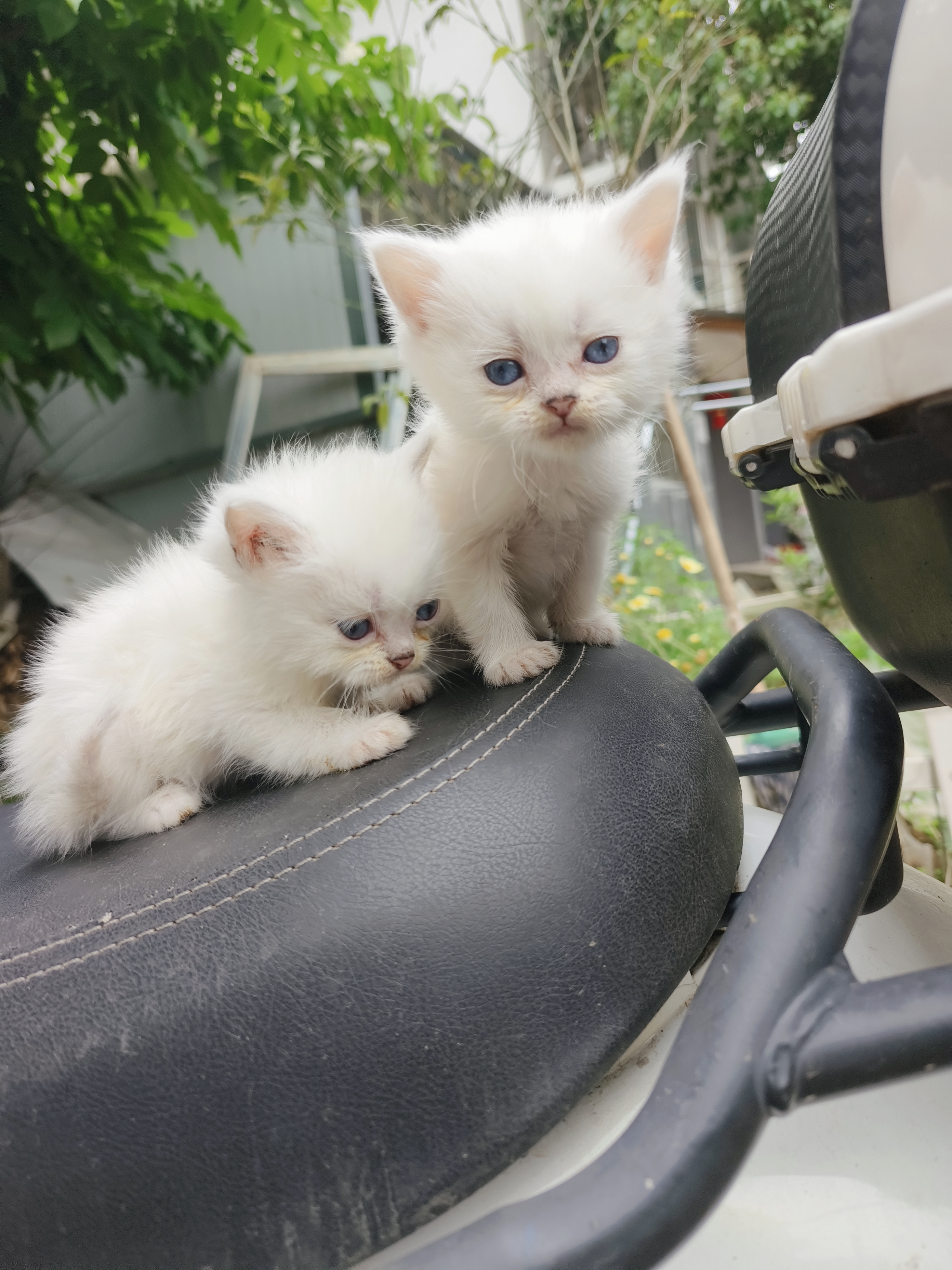 自家猫，便宜卖。会吃猫粮，会用猫砂，粘人。包健康